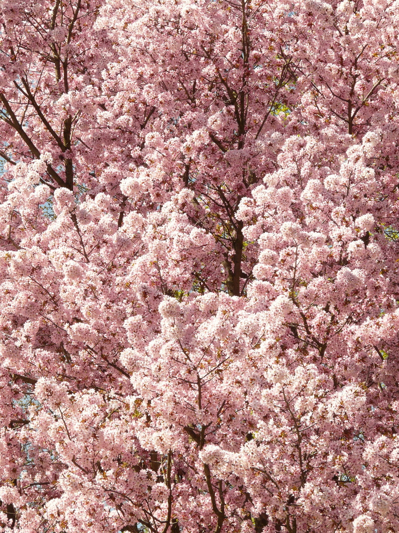 blossom, ornamental cherry, flower, nature, bloom, pink, fragility, ornamental plant, prunus serrulata, tree, spring, cherry blossom, japanese flowering cherry