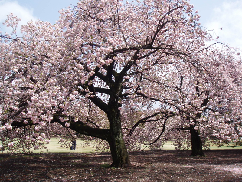 tree, springtime, fragility, branch, nature, april, Pink, day, flower, freshness, Japanese, sky, season, cherry Blossom, no people, cherry Tree, spring