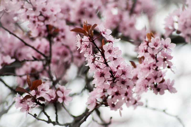 sweet, no people, branch, pollen, outdoors, freshness, flowering plant, purple, east asian cherry, oriental cherry, bunch of flowers, beauty in nature