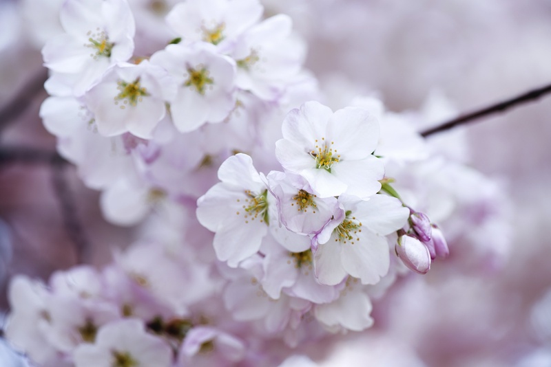 white, beauty, outdoors, flowering plant, cherry, bunch of flowers, 1080P, pink, seasonal, oriental, flower, april, petal, flower Head, pollen, spring