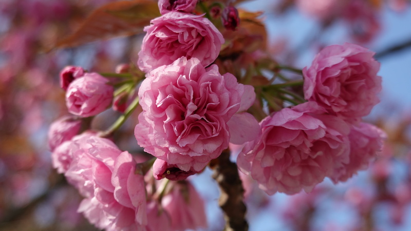 close-up, ornamental cherry, flowering plant, flowers, fragility, of course, growth, no people, spring, focus on foreground, cherry blossom, nature, inflorescence