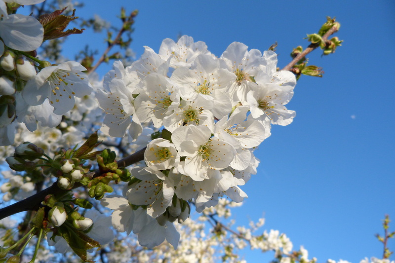 cherry blossom, white color, nature, cherry, cherry tree, fragility, flowering plant, beauty in nature, spring, flowers, outdoors, springtime, day, low angle view