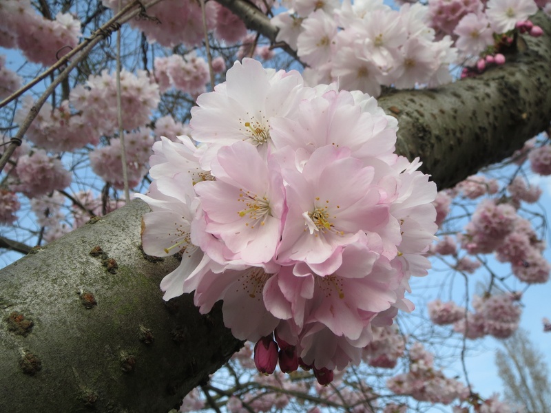 vulnerability, no people, plum blossom, branch, fragility, close-up, outdoors, japanese cherry, blossom, cherry blossom, macro, flower, flora, pink color