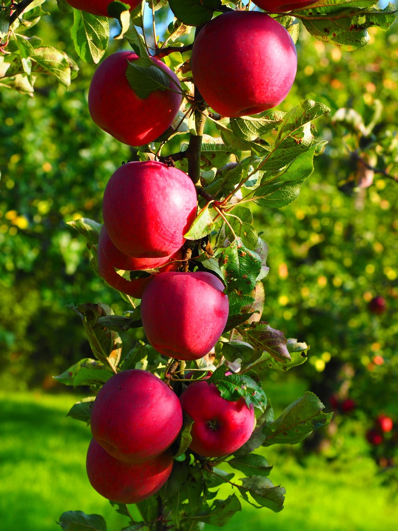 apple tree, 4K, food and drink, vitamins, plant part, healthy, apple, close-up, growth, nature, orchard, plant, frisch, focus on foreground, wellbeing