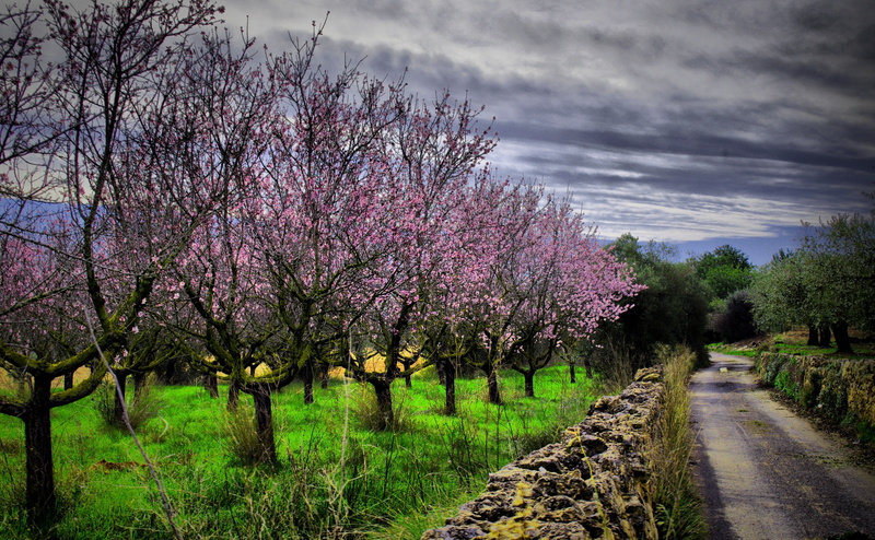 4K, treelined, land, freshness, no people, tree, almond, hdr, field, scenics - nature, blossom, cloud - sky, Spring, growth, beauty in nature, tranquil scene