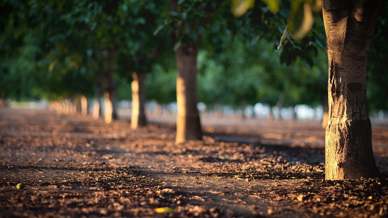 trees, 1080P, land, forest, footpath, tranquil scene, plant, treelined, direction, selective focus, orchards, day, water, nature, no people, transportation