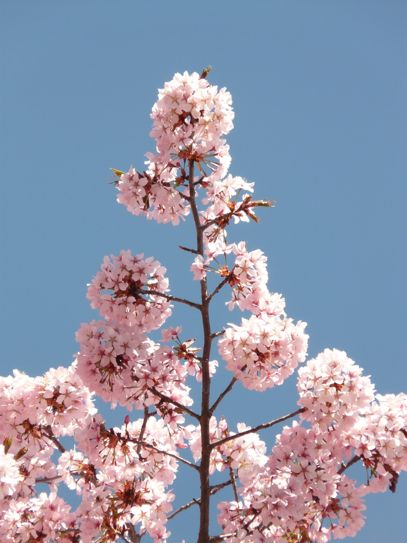 japanese flowering cherry, vulnerability, tree, oriental cherry, flowering plant, prunus serrulata, clear sky, bunch of flowers, flower, spring, plant