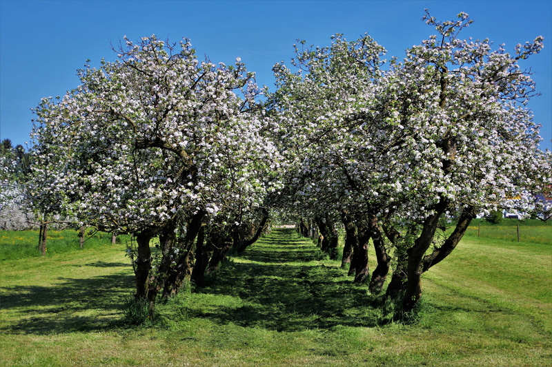 natural, trees, landscape, white, daytime, apple, plant, beauty in nature, the silence, apple trees, branch, fresh, blossom, apple tree, at the court of