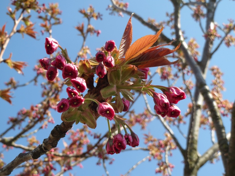east asian cherry, nature, red, hill cherry, freshness, flowering plant, outdoors, tree, branch, springtime, inflorescence, flora, prunus serrulata, growth