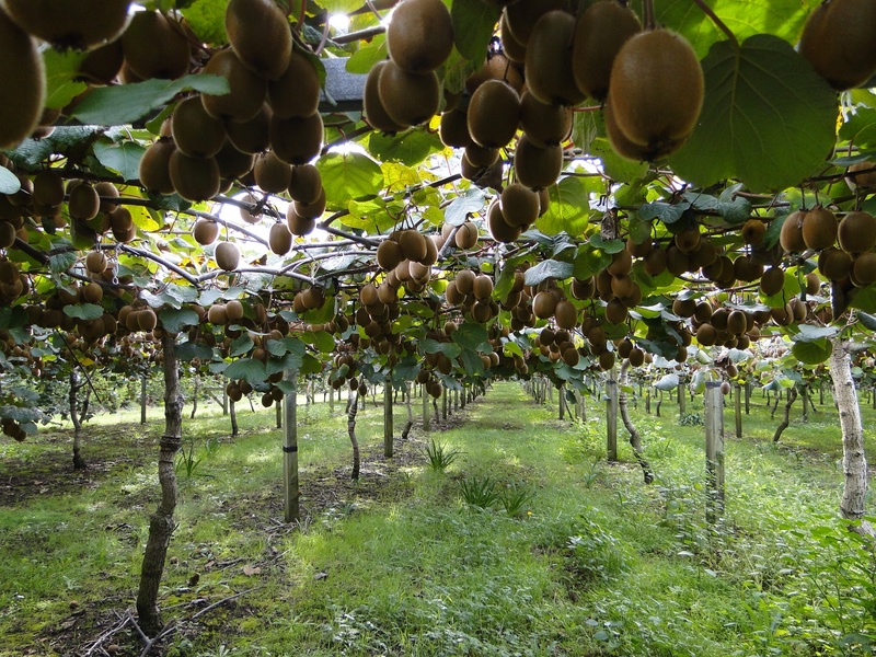 beauty in nature, kiwis, freshness, winemaking, field, green color, sapodilla, 1080P, food and drink, growth, no people, healthy eating, land, planting