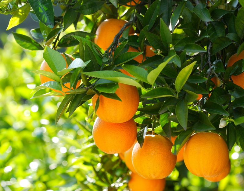 healthy Eating, close-up, outdoors, 1080P, refreshment, plant part, fruit tree, orange Color, nature, citrus Fruit, round, organic, backgrounds, fruits