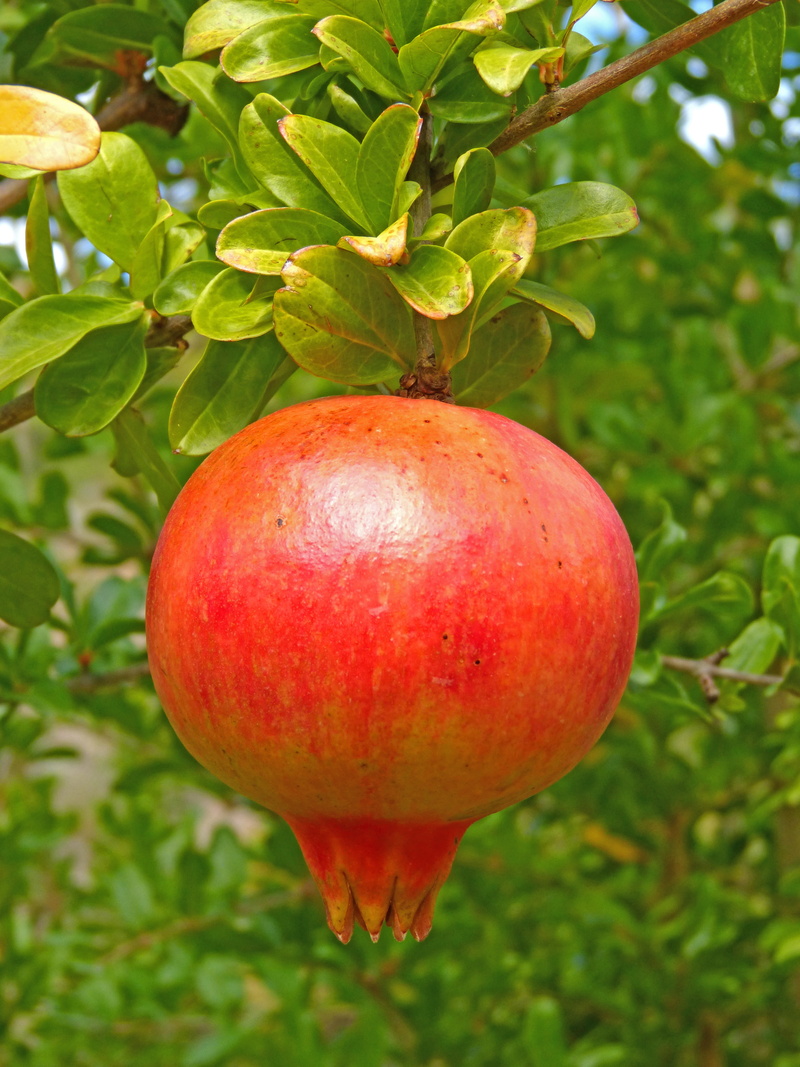 green color, close-up, plant part, freshness, tree, growth, orchard, food, food and drink, ripe, outdoors, pomegranate, autumn, granada, leaf, magrana