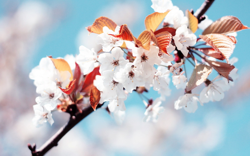 season, inflorescence, cherry Tree, cherry, blossoming, pink Color, white, cherry Blossom, beauty In Nature, twig, blue, japan, selective focus, botany