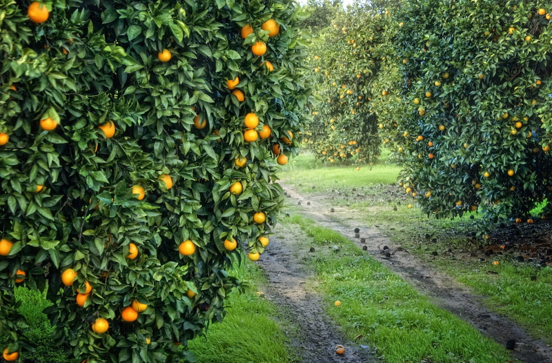 grove, red, plantation, orange Color, ripe, garden, plant part, season, nature, leaf, tree, food, food and drink, healthy Eating, orchard, fruits, orange - Fruit