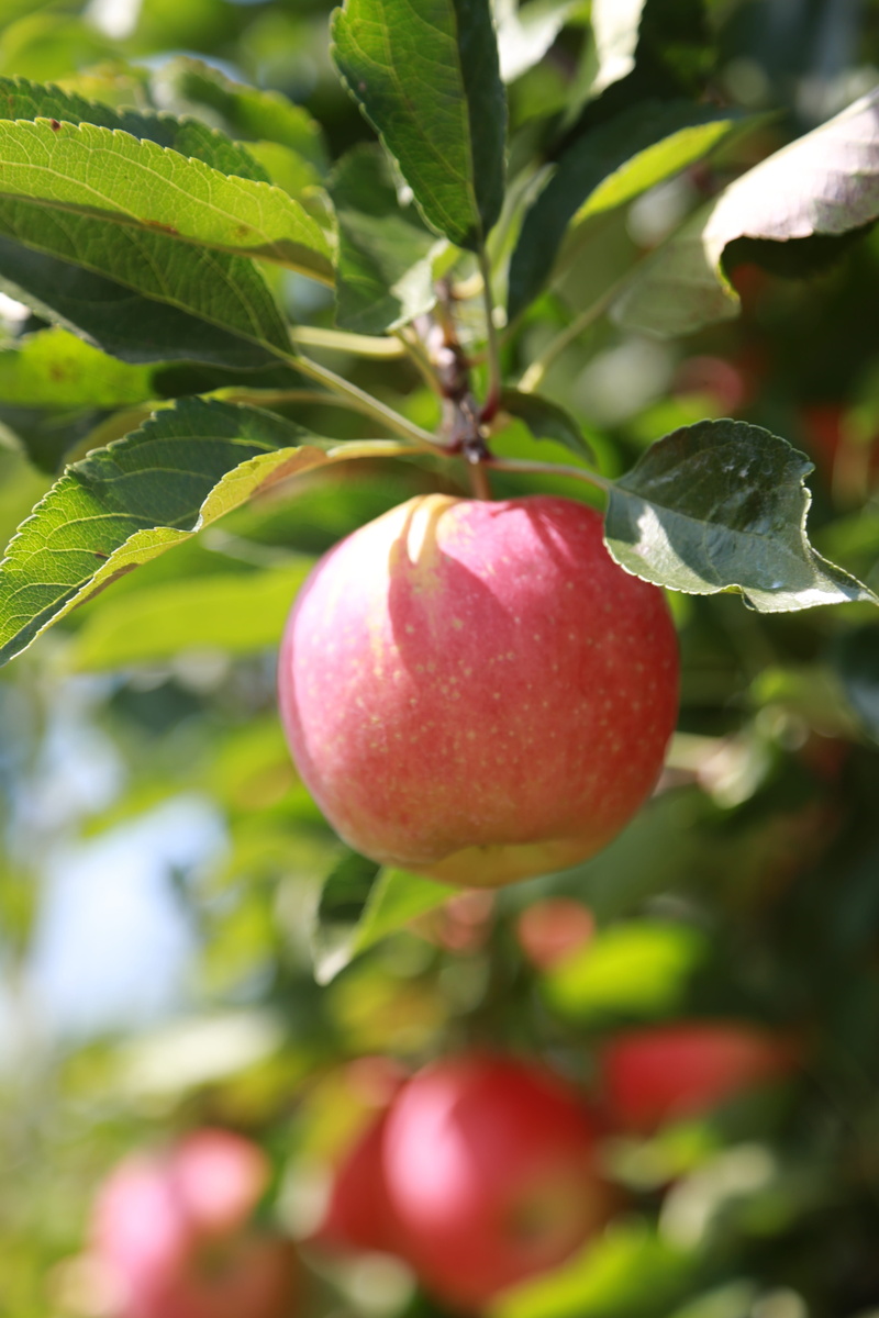 apple, orchard, outdoors, wellbeing, harvest, fruit garden, ripe, healthy eating, close-up, tree, fruit, growth, fruit tree, wood, 5K, freshness, plant part