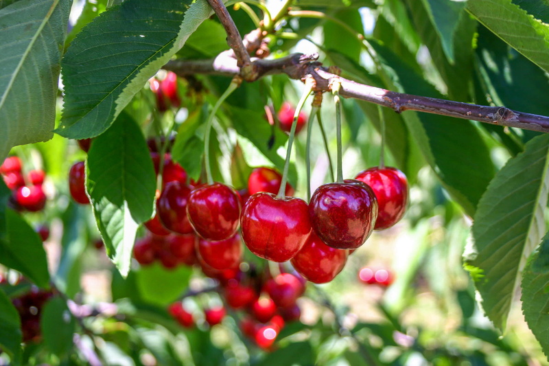 cherry tree, food, 2K, orchard, freshness, growth, cherry, red, plant, michigan, plant part, united states, food and drink, tree, green color, beauty in nature