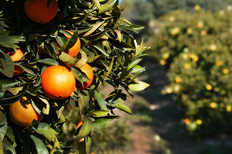 andalucia, branch, orange Tree, food, fruit, organic, orchard, citrus Fruit, freshness, plant, orange color, wellbeing, plant part, leafs, 4K, food and drink