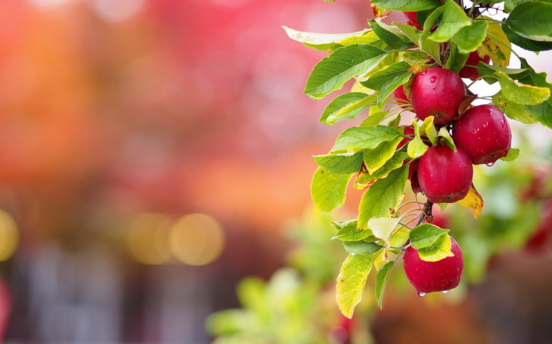 harvesting, plant, leaf, outdoors, apple - Fruit, food, wellbeing, close-up, summer, tree, healthy Eating, crop, autumn, cherry tree, branch of Apple, gourmet