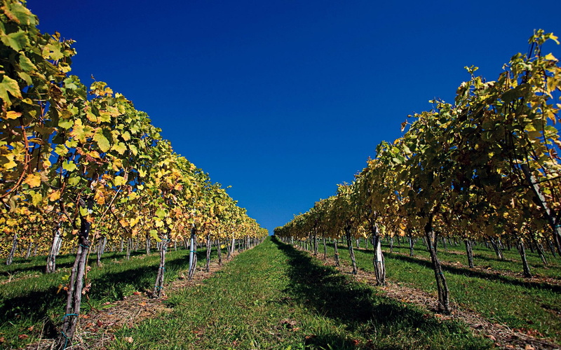 3d and abstract, orchard, 1080P, austrian, blue sky, windows7theme, trees
