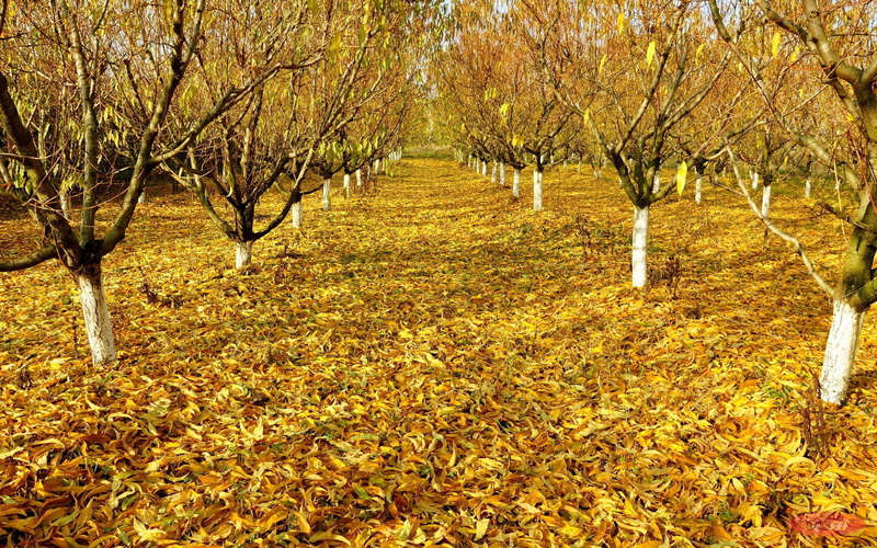 fall, autumn, orchard, trees, orchards, nature and landscapes, nature, 1080P