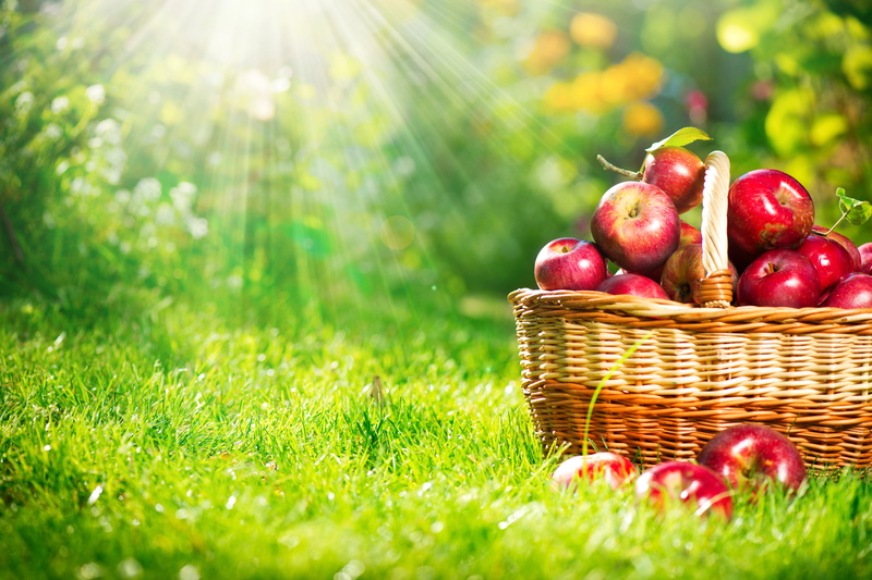 red, nature, gardening, vegetarian Food, rays, summer, organic, healthy Lifestyle, grass, 5K, apples, food And Drink, outdoors, basket, healthy Eating