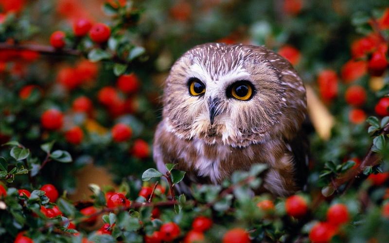 raptor, owl, cute, fruit, animals, 1080P, orchard