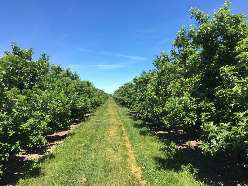 farm, sky, fresh, growth, plant, treelined, food, harvest, scenics - nature, juicy, garden, sunlight, branch, natural, footpath, apple tree, seasonal, summer