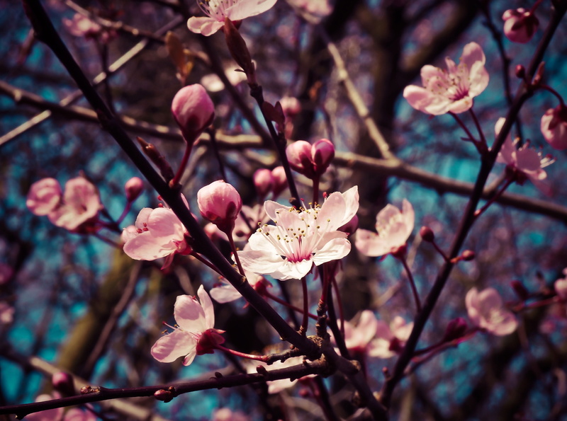 Pink, Bloom, Close, Nature, Tree, Blossom, Springtime, 4K, Plant, Flowers, Seasons, Spring, almond, Garden, Flower