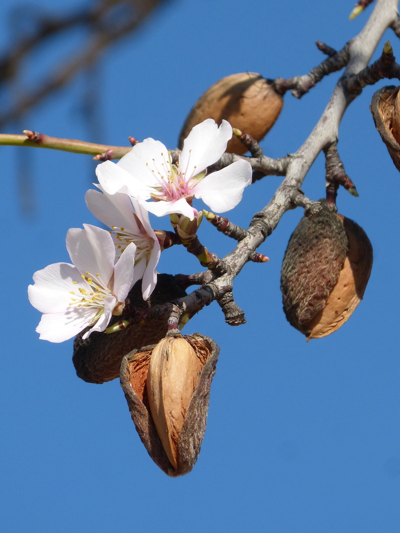 beauty in nature, branch, flower head, nature, cherry blossom, springtime, food, almond, florir, clear sky, almond tree, flowering plant, no people, pollen