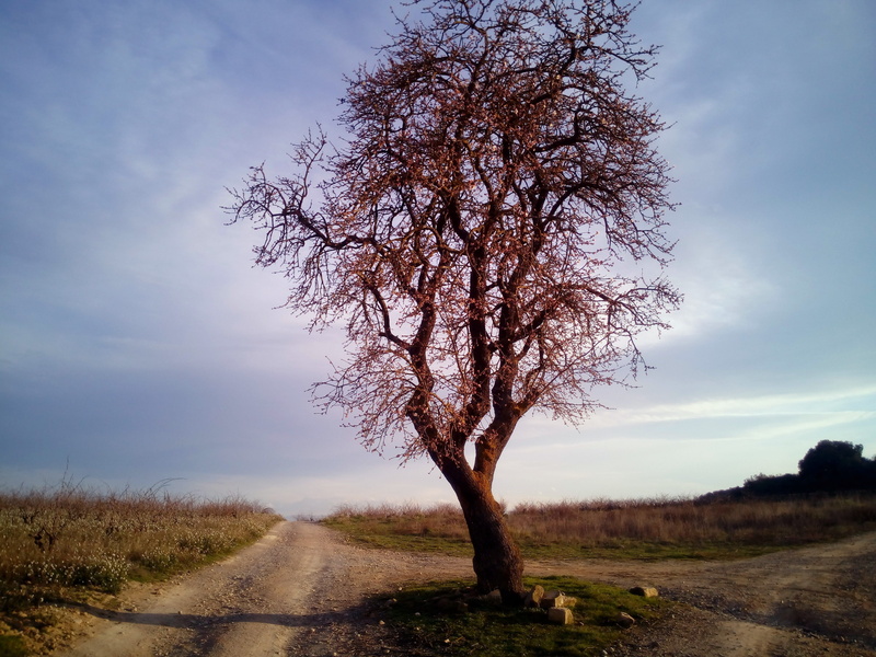 isolated, transportation, tranquility, growth, 4K, road, trail, almond flower, cloud - sky, trees, the way forward, plant, direction, environment, field