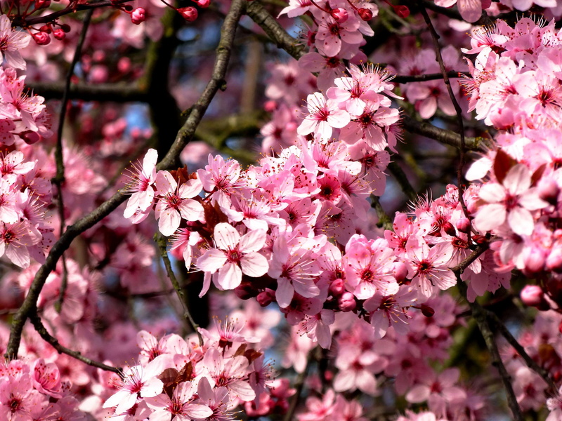 beauty in nature, close, cherry blossom, spring awakening, springtime, blossom, garden, no people, bloom, pink color, almond tree, flower head, growth