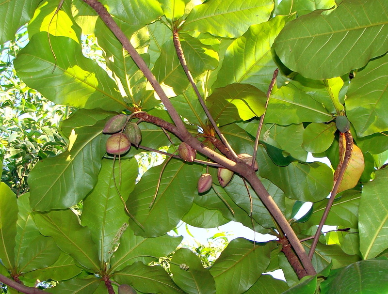 branch, nutritious, fruit, low angle view, natural, ripe, india, diet, tree tropical almond, Fruits, health, environment, hanging, outdoors, healthy, agriculture