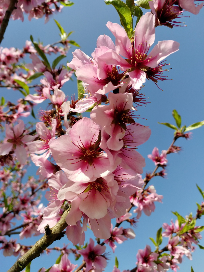 german weihnstarße, balu, beauty in nature, sky, inflorescence, pink, growth, bunch of flowers, green, flower head, cherry blossom, pollen, flowering plant