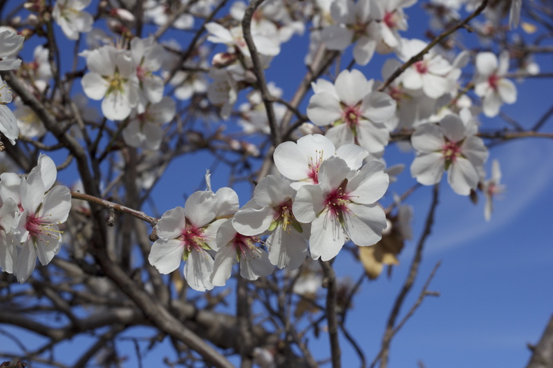 leaf, magnolia, plant, sky, season, cherry Blossom, white, growth, outdoors, flowers, flowering plant, beauty In Nature, blue, petal, focus on foreground