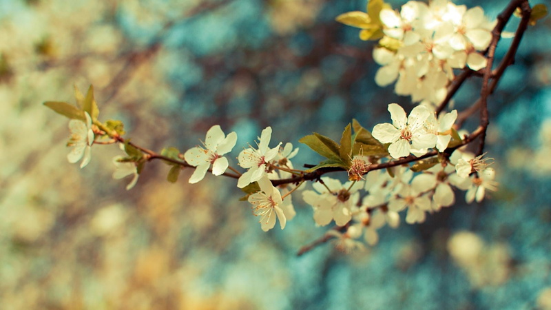 plant, stem, sky, close-up, nature, summer, focus on foreground, plant part, detail, organic, fruit, beauty, flower head, freshness, growing, cherry blossom
