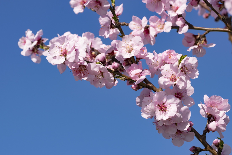 palatinate, pink, bloom, spring, purely, nature, flower, flowering plant, day, springtime, sky blue, sunny, tree, plant, cherry blossom, white, almond