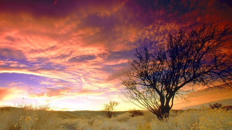 tree, sunset, nature and landscapes, almond, gorgeous, cali, clouds, 1080P, sky, field