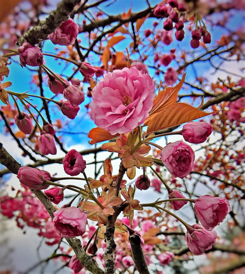 hall, flowering plant, cherry blossom, plum blossom, spring, branch, pink color, close-up, day, flowers, no people, close, tree, twig, ornamental shrub