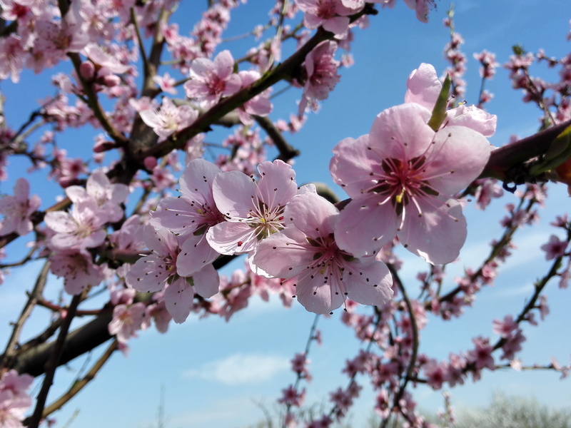 almond tree, flowers, petal, spring, no people, detail of, outdoors, vulnerability, cherry blossom, blossom, tree, springtime, fruit tree, flowering plant