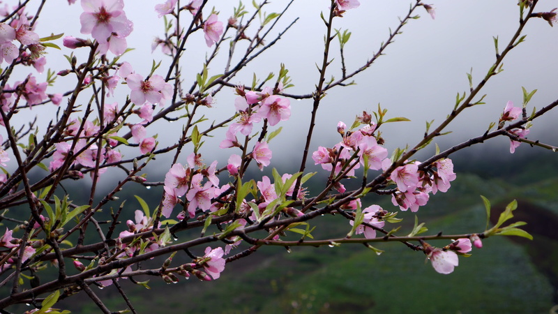 vulnerability, pink, growth, nature, almond, springtime, tree, outdoors, spring, fragility, twig, flower tree, close-up, cherry tree, el palmar, freshness
