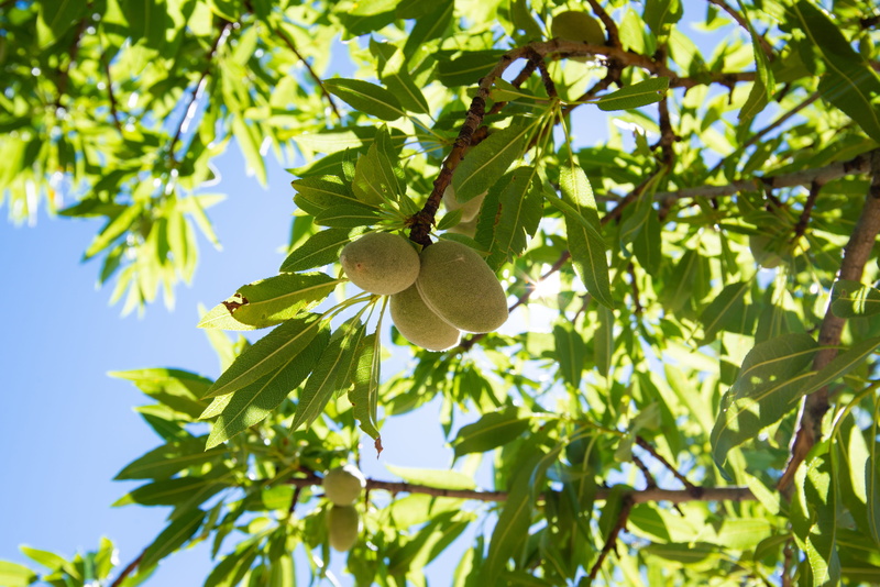 food and drink, nature, leaves, almonds, tree, freshness, beauty in nature, healthy eating, 5K, growth, food, plant, green color, sky, almond tree, sun