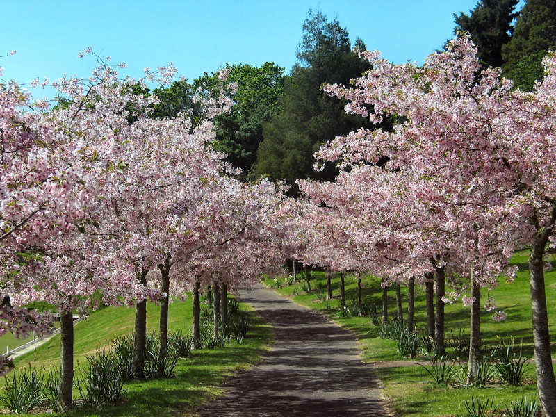 flower, inline, pink Color, fragility, freshness, cherries, cherry blossom, outdoors, field, japanese cherry, conifer, flowering plant, cherry, growth