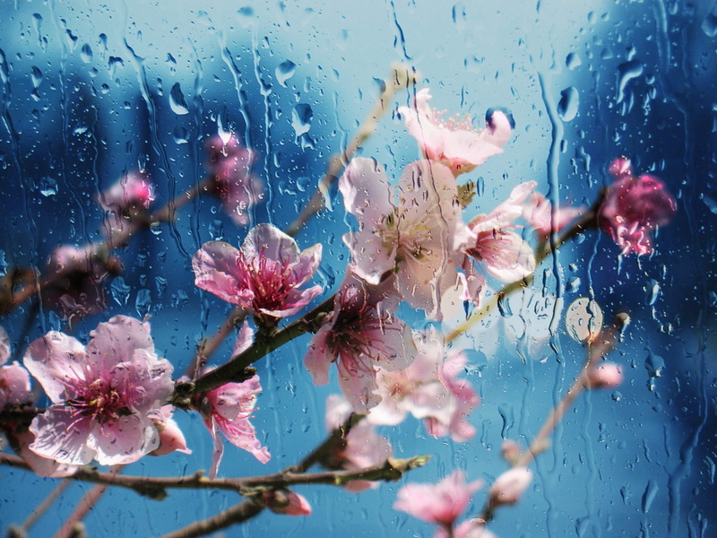 desktop, raindrop, flower, plant, soft, wet, purple, rain, bright, almond, pink color, fragility, no people, growth, outdoors, petal, focus, botanical