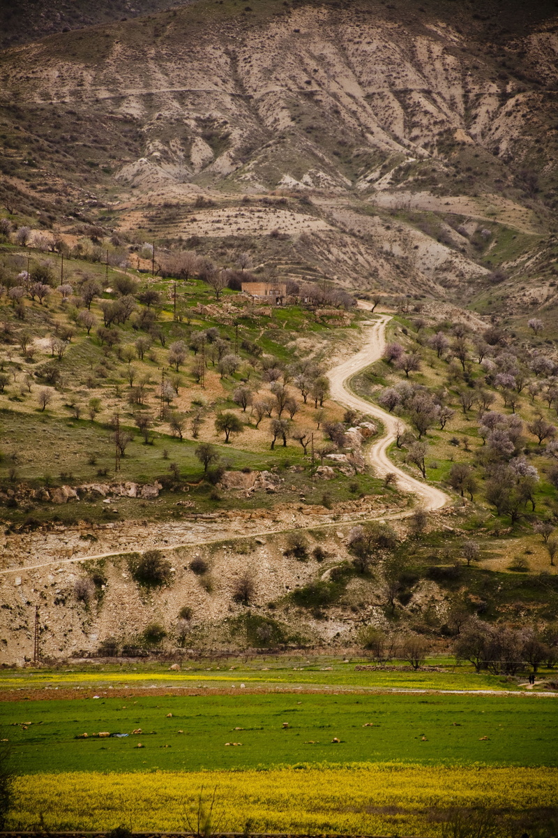 4K, environment, green, tree, land, no people, semi-arid, spring, outdoors, grass, beauty in nature, non-urban scene, mountain, road, green color, day