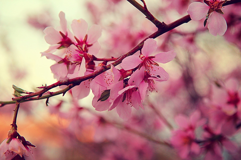 spring, growth, petal, нью-йорк, vulnerability, springtime, весна, beauty in nature, tree, cherry blossom, nature, branch, цветы, close-up, flowering plant