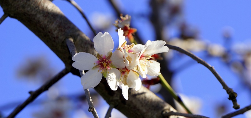 white flowers, february, close-up, outdoors, branch, plum blossom, day, cherry blossom, focus on foreground, flowering, plant, flower head, flowering plant