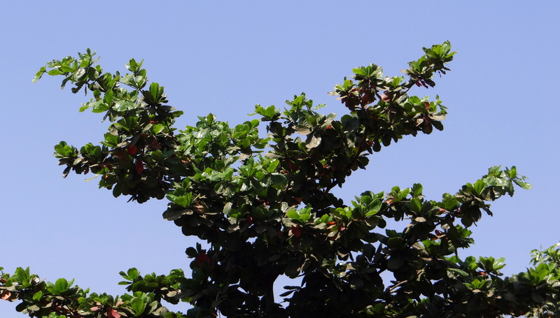 tropical almond, plant, healthy eating, fruit, low angle view, indian almond, green color, day, leaf, tropical, sky, food, clear sky, india, growth, food and drink