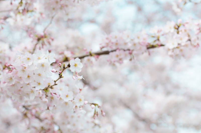 4K, tree, white, pink color, flower head, cherry tree, winter, branch, beauty in nature, soft focus, blur, flower, season, flora, freshness, no people
