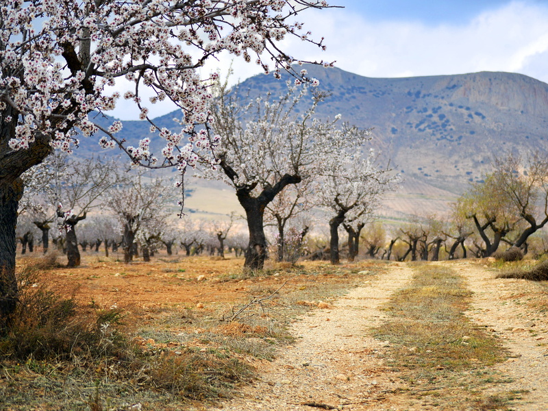 mediterranean, cherry blossom, branch, springtime, road, scenics - nature, cherry, growth, agriculture, landscape, non-urban scene, environment, tree, white