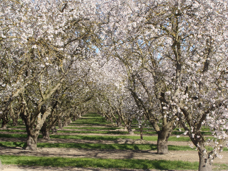 fragility, orchard, no people, day, spring, tranquility, cherry tree, 2K, almond tree, flowering plant, springtime, nature, blossom, tree, fruit tree